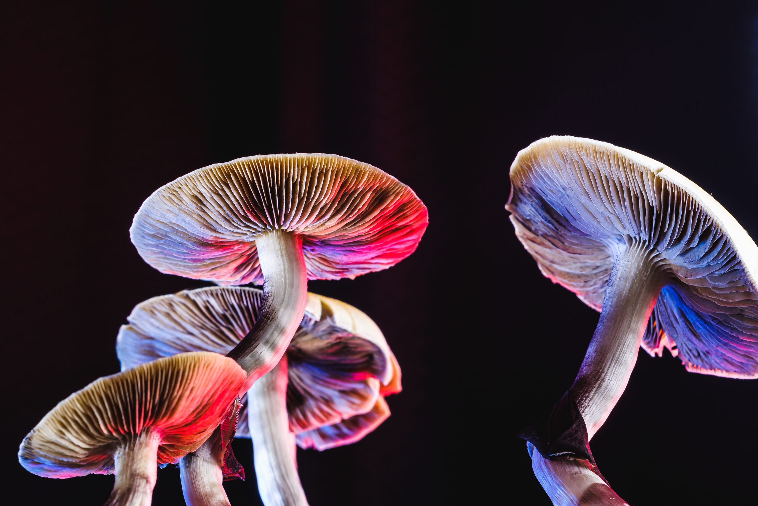 The power and possibility of psychedelic drugs to treat mental health