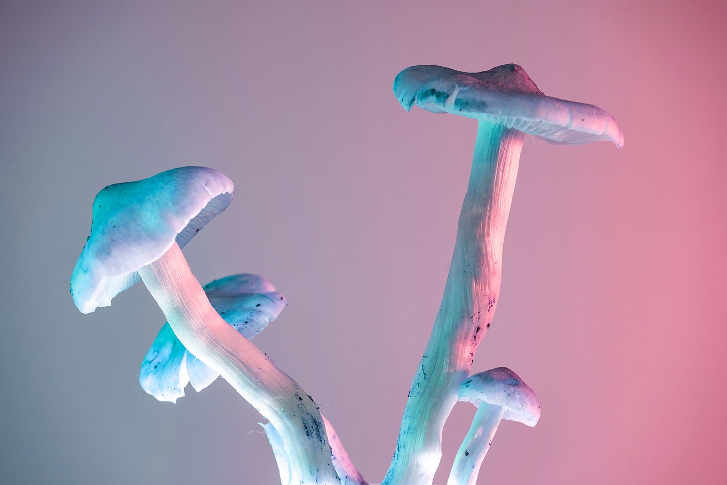 Are Magic Mushrooms a Breakthrough Weapon Against The Scourge of Depression?