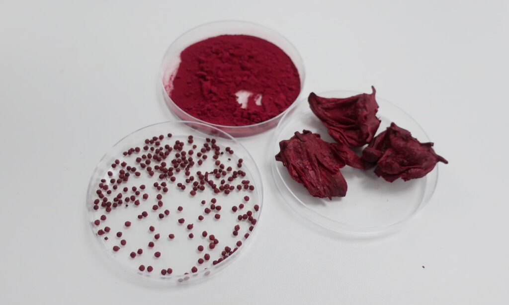 Three petri dishes on a counter, each filled with roselle in different forms.; One has dried calyces, one has ground up powder, and the third dish contains tiny balls of the roselle extract.